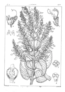 Teucrium tomentosum