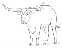 Texas longhorn
