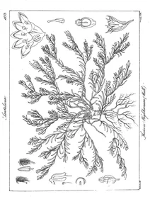 Thesium wightianum