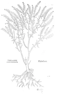 Thlaspi angustifolium