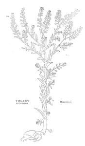 Thlaspi latifolium