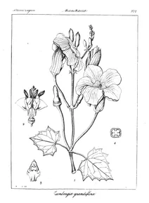 Thunbergia grandiflora