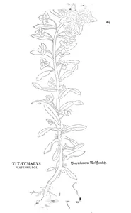Thymallus thymallus