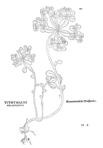 Thymalus helioscopius