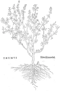 Thymus