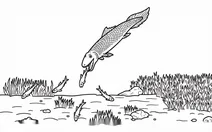 Tiktaalik hunting prey