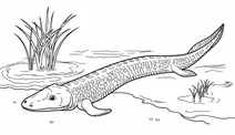 Tiktaalik roseae