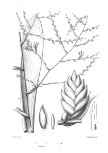Tillandsia tenuispica та tillandsia lajensis
