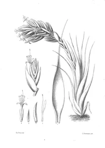 Тілландсія (tillandsia arpocalyx)