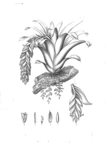Тілландсія (tillandsia brunonis)