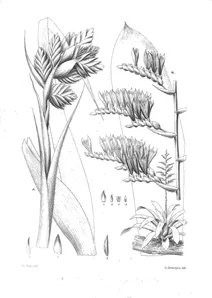 Тілландсія (tillandsia confertiflora) та тілландсія (tillandsia erectiflora)