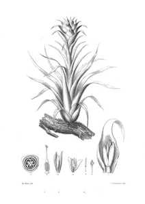 Тілландсія (tillandsia cornuaulti)