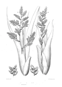 Тілландсія (tillandsia decipiens) та тілландсія (tillandsia beleana)