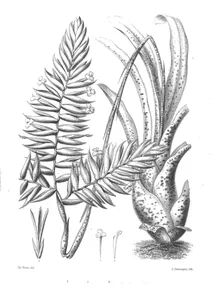 Тілландсія (tillandsia dyeriana)