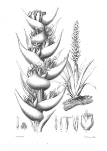 Тілландсія (tillandsia fastuosa)