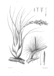Тілландсія (tillandsia fragrans) та тілландсія (tillandsia andreana)