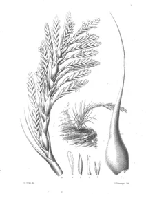Тілландсія (tillandsia heterandra)