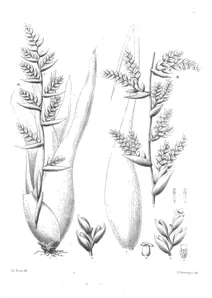 Тілландсія (tillandsia homostachya) та тілландсія (tillandsia subalata)