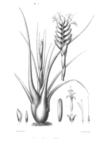 Тілландсія (tillandsia lateritia)