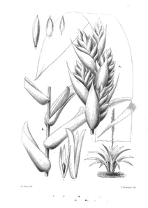 Тілландсія (tillandsia pastensis) та thecophyllum wittmackii