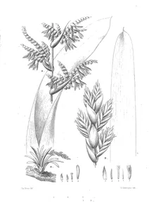 Тілландсія (tillandsia pectinata) та тілландсія (tillandsia carrierei)