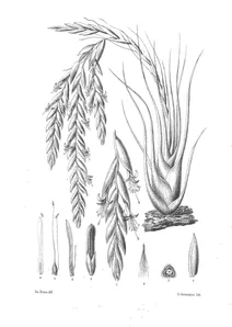 Тілландсія (tillandsia pereziana)