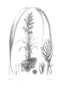 Тілландсія (tillandsia restrepoana)