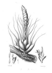Тілландсія (tillandsia rhomboidea)