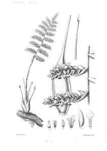 Тілландсія (tillandsia riocreuxii)
