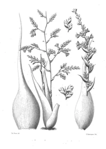 Тілландсія (tillandsia ropalocarpa) та тілландсія (tillandsia adpressa)
