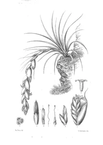 Тілландсія (tillandsia tequendamae)