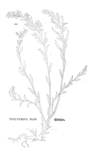 Tinctorius (квітка)
