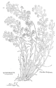 Tithymalus cyparissias