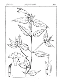 Torenia asiatica
