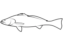 Тотоаба (totoaba macdonaldi)