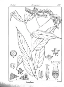 Tournefortia reticosa