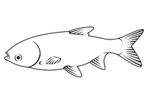 Товстолобик білий (hypophthalmichthys molitrix)