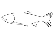 Товстолобик строкатий (hypophthalmichthys nobilis)