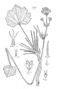 Trachymene geraniifolia