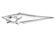 Trachyrincus longirostris (стрункий єдинорог‑хвостокол)