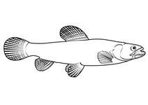 Трахіра (hoplias malabaricus)