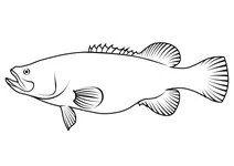 Траут-код (maccullochella macquariensis)