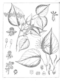 Treura nudiflora