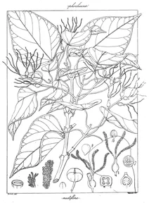 Trewia nudiflora
