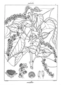 Trewia nudiflora linn