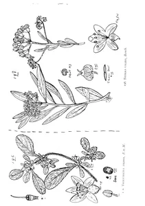 Trianthema pilosa і siebera valida