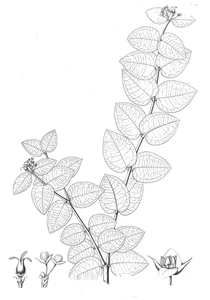 Tricera cubana