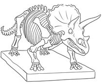 Triceratops skeleton in museum