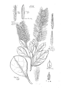 Trichinium nervosum