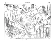 Tricholepis procumbens